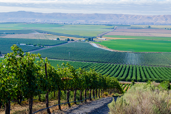 워싱턴주의 새로운 AVA, 로얄 슬로프(Royal Slope)